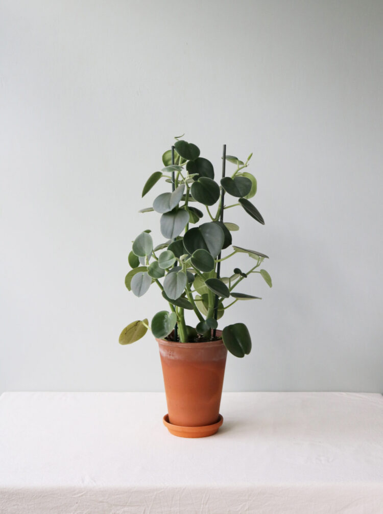 Plaatje bij antwoord