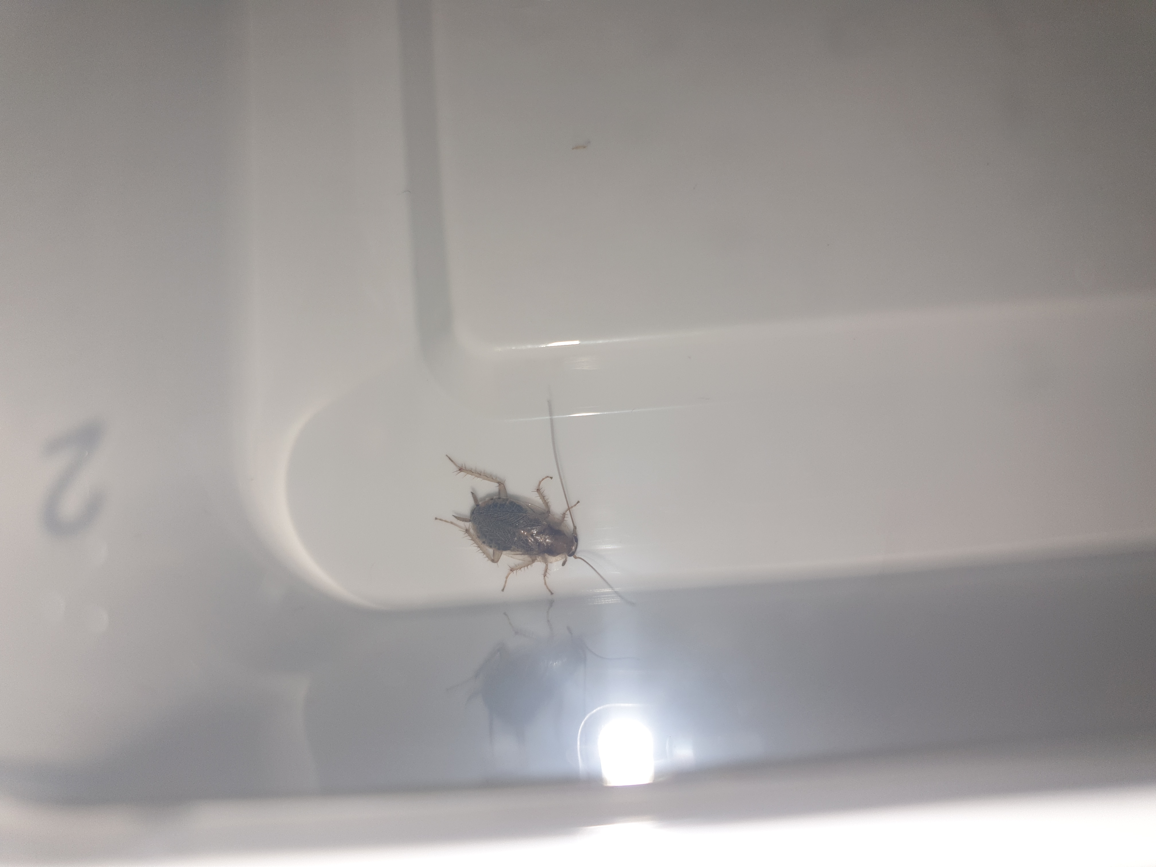 Wat is dit voor een insect? - GoeieVraag