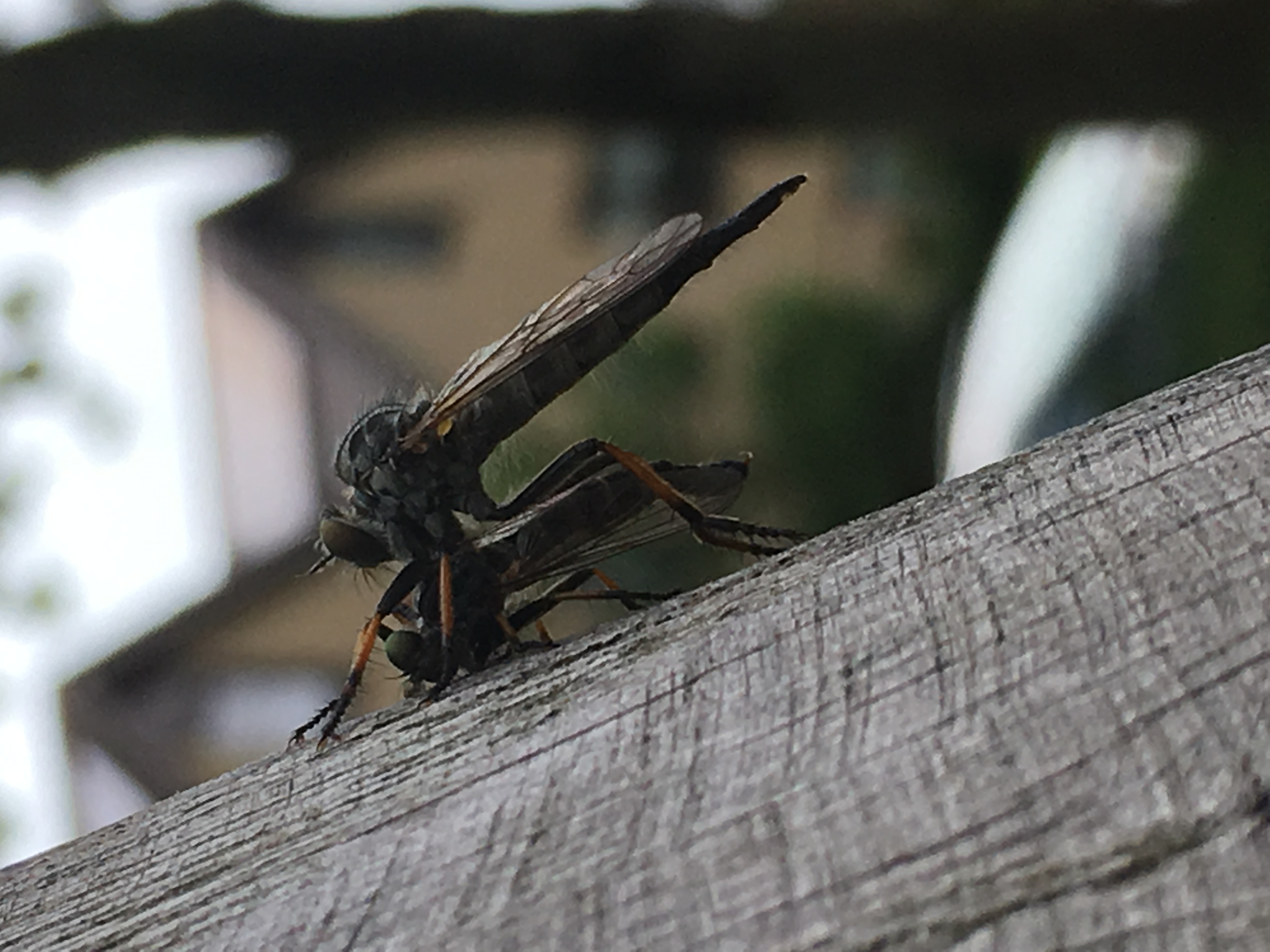 Picture for question