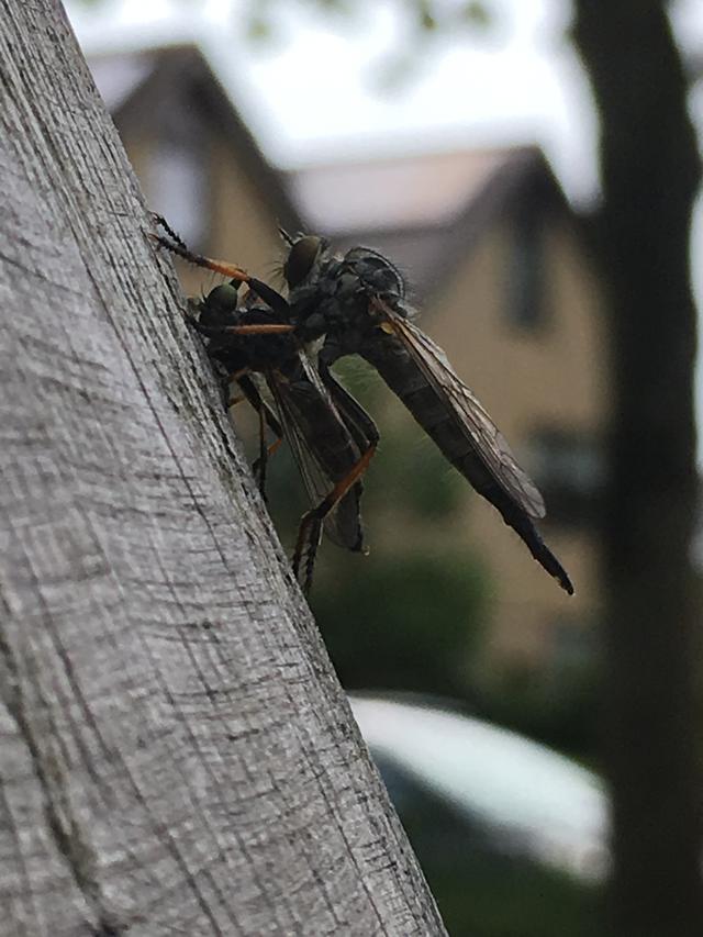 Picture for question