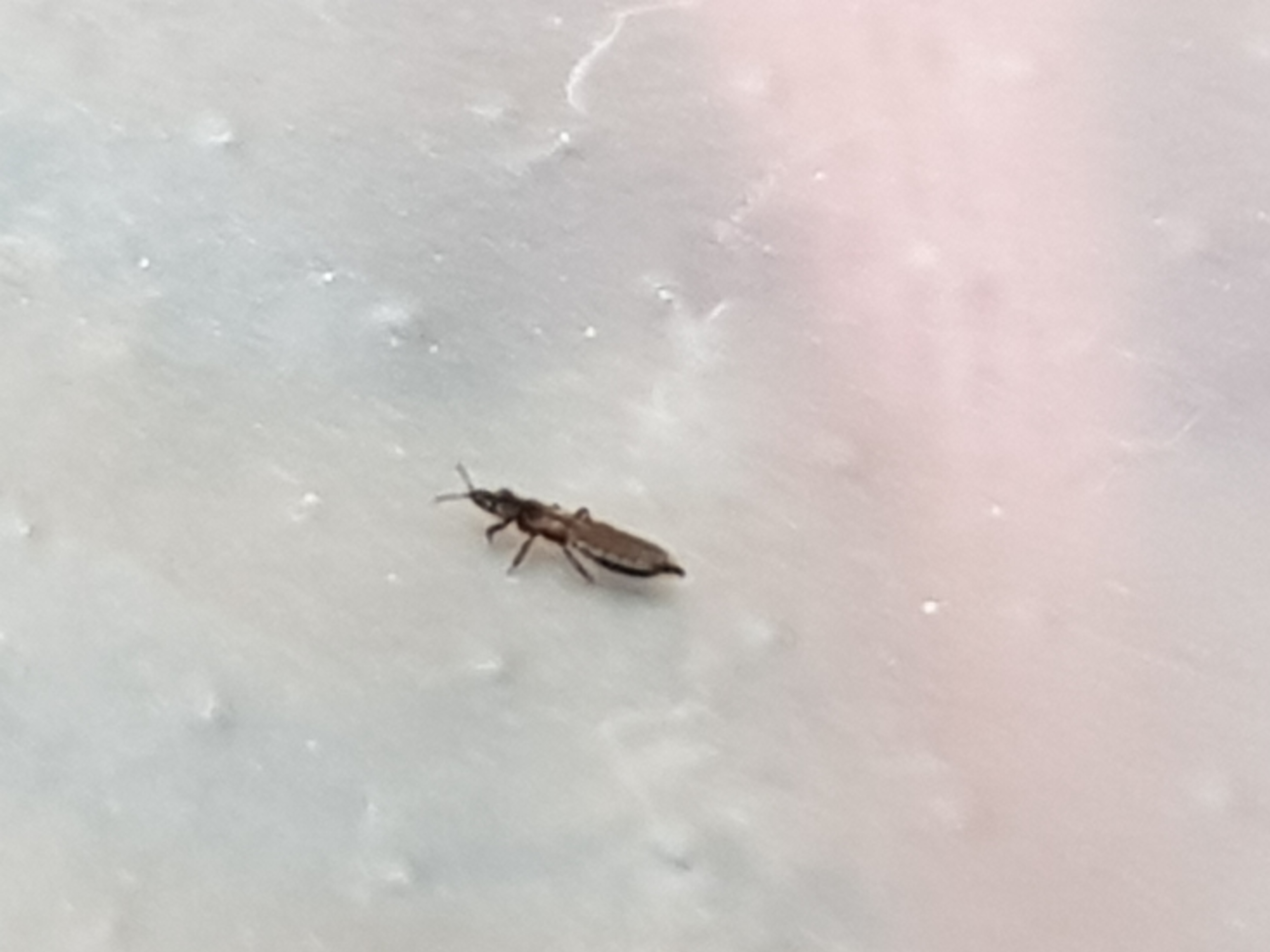 Picture for question