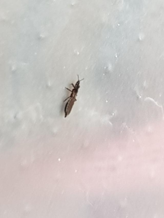 Picture for question