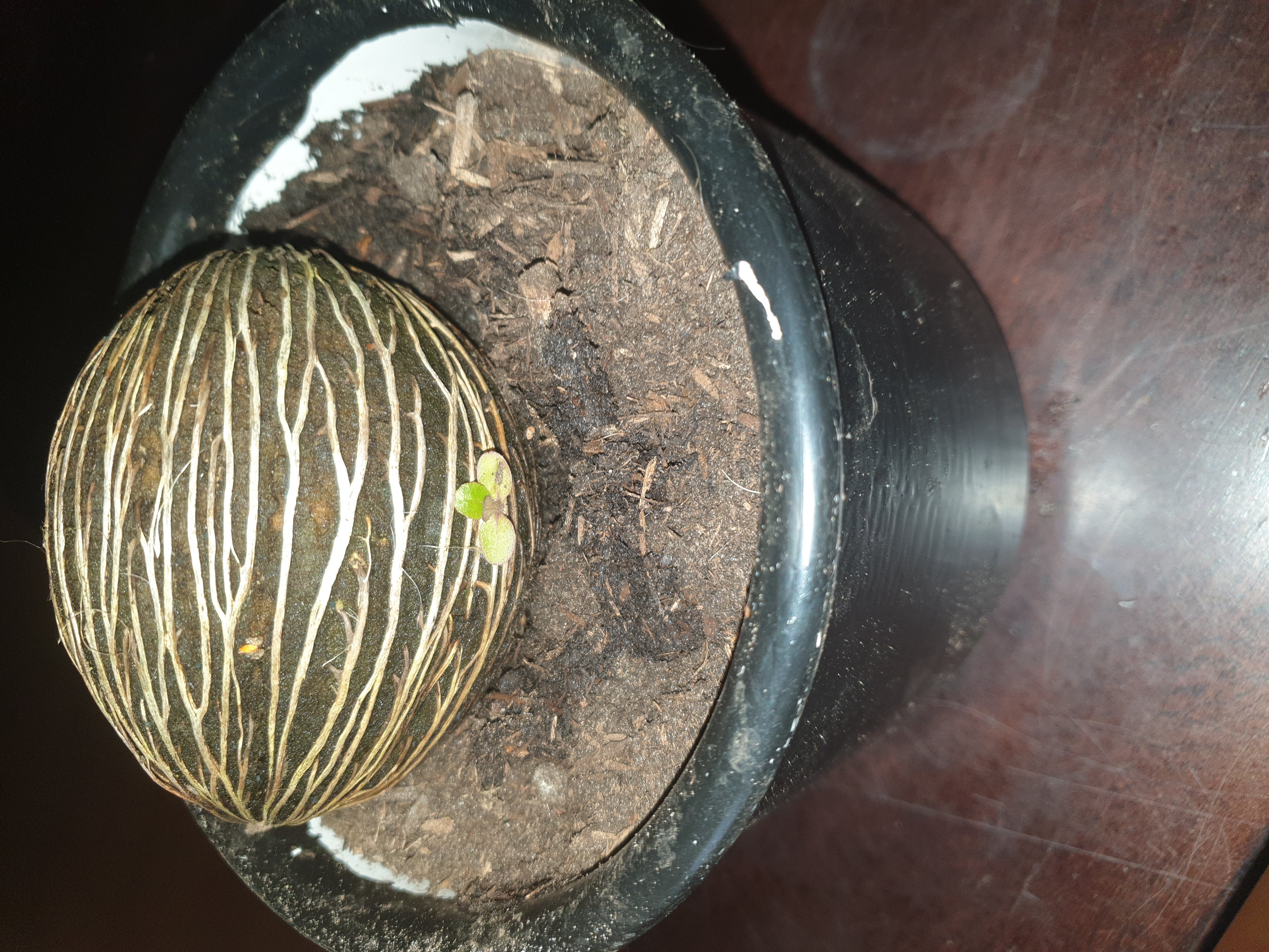 Picture for question