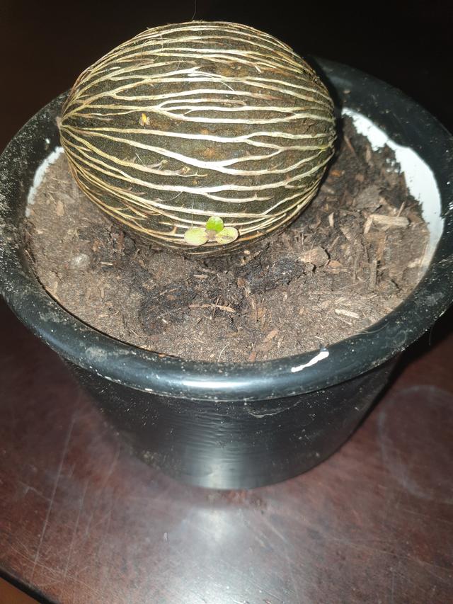 Picture for question