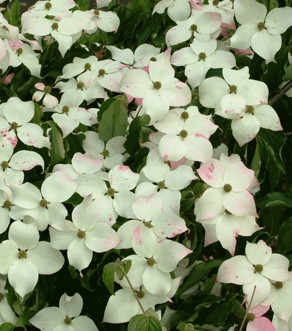 Plaatje bij antwoord