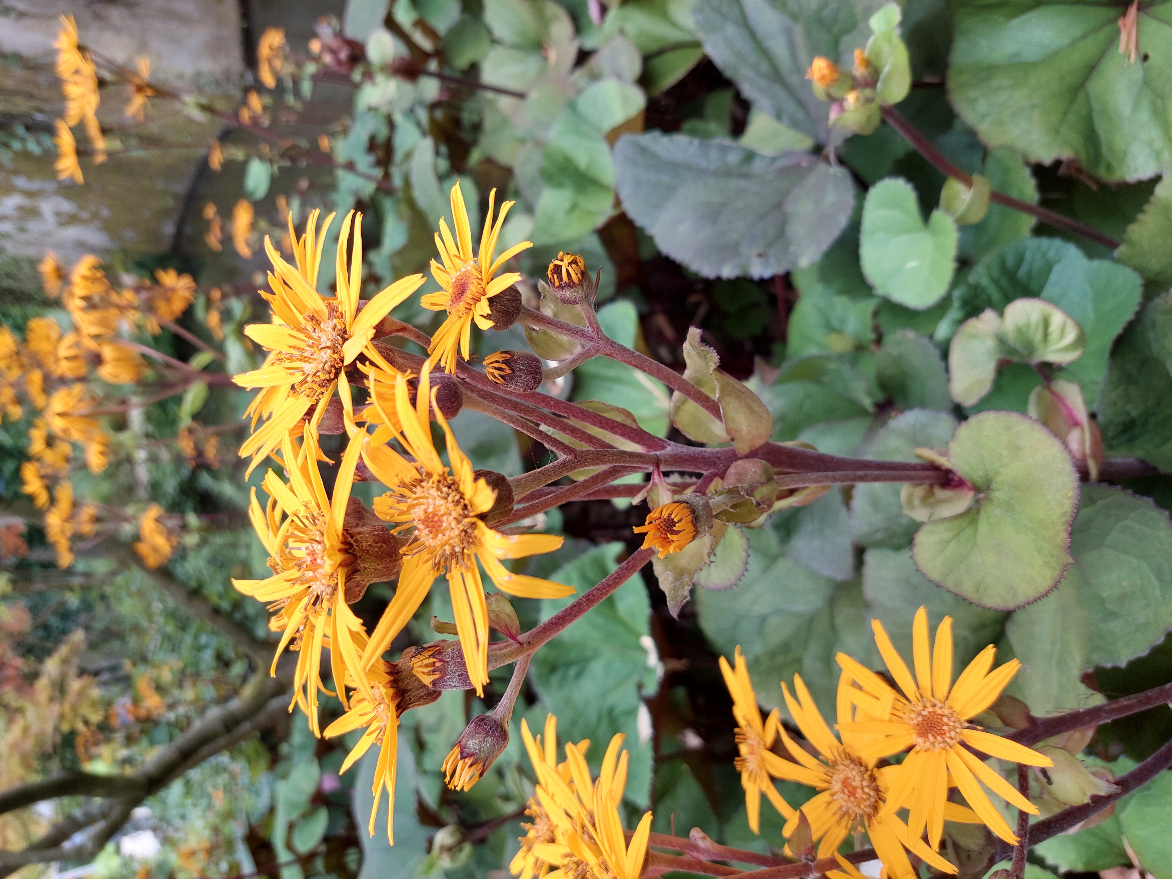 Picture for question