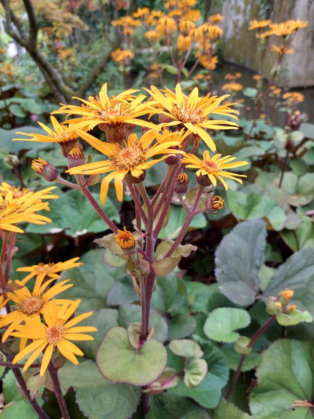 Picture for question