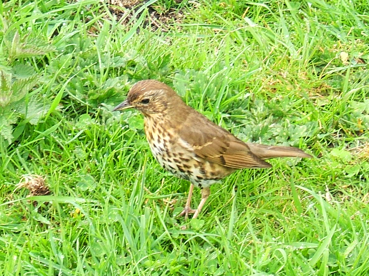 Plaatje bij antwoord