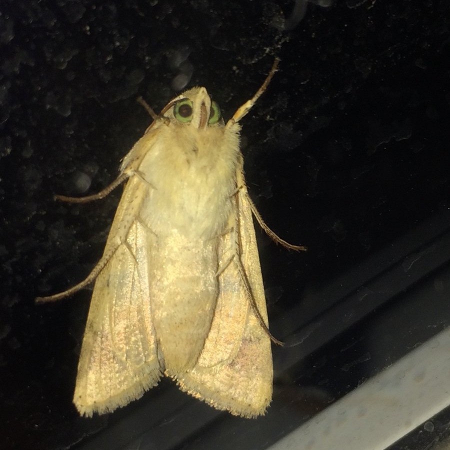 Plaatje bij antwoord