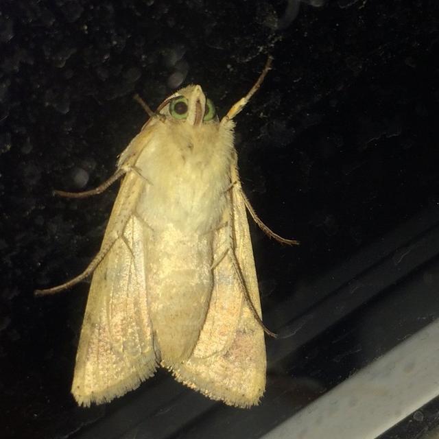 Plaatje bij antwoord