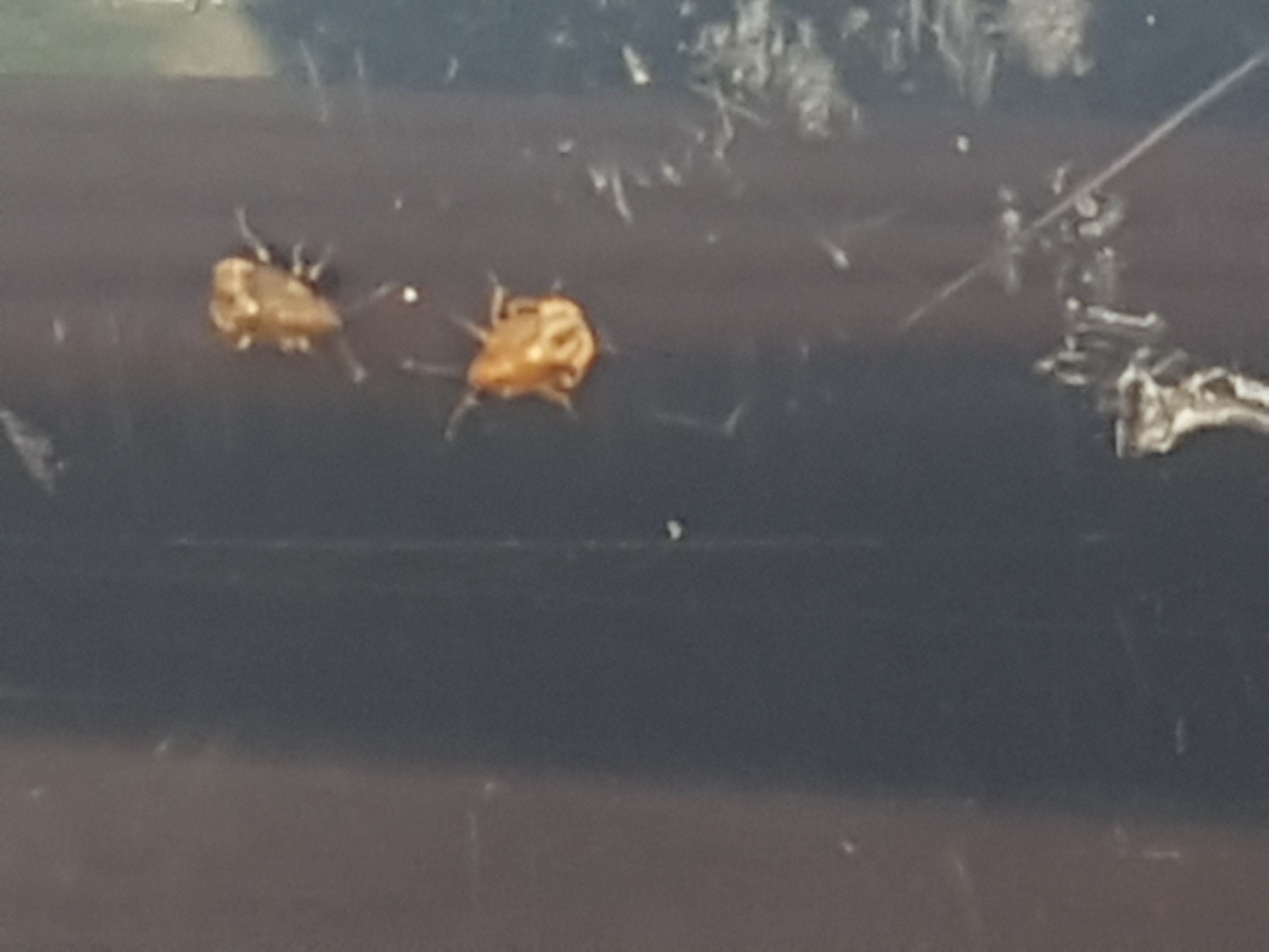 Picture for question