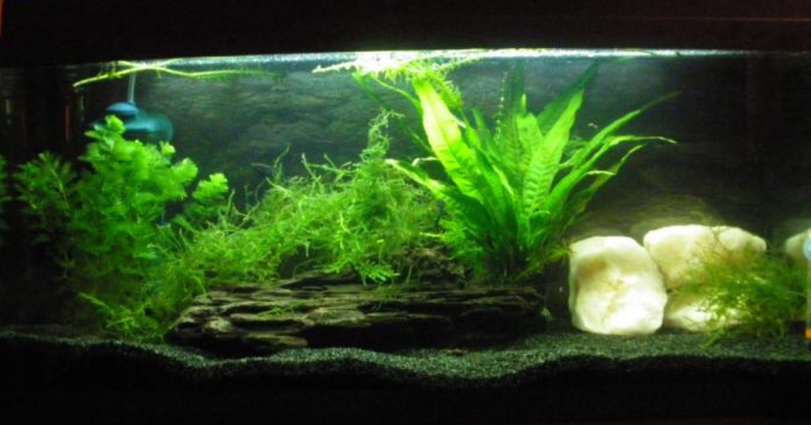 Plaatje bij antwoord