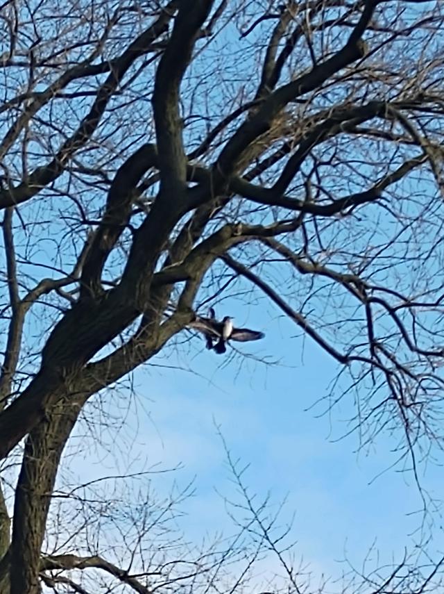 Picture for question