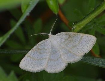 Plaatje bij antwoord