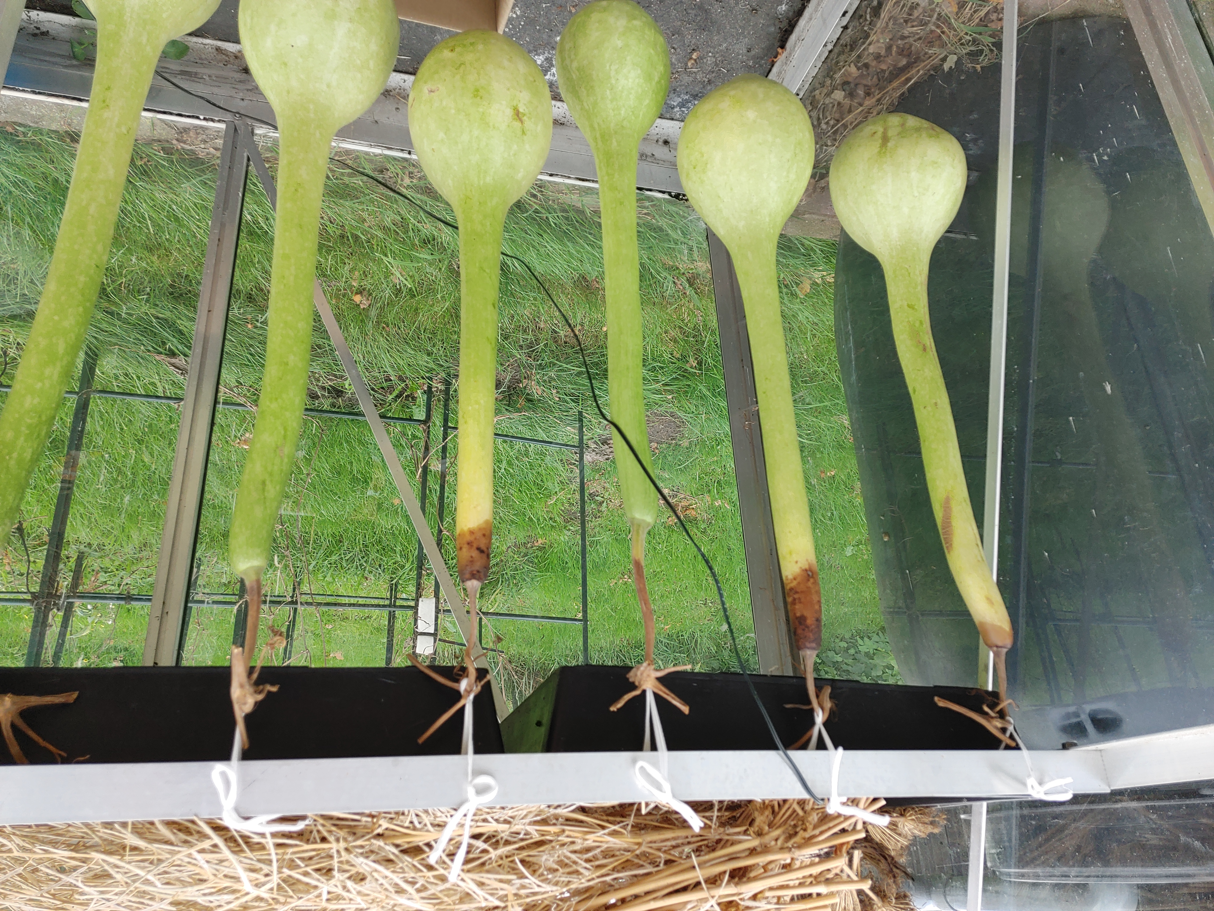 Picture for question