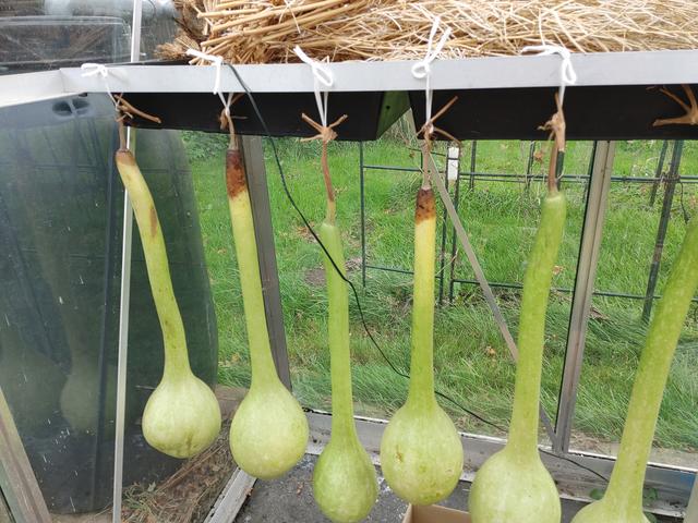 Picture for question