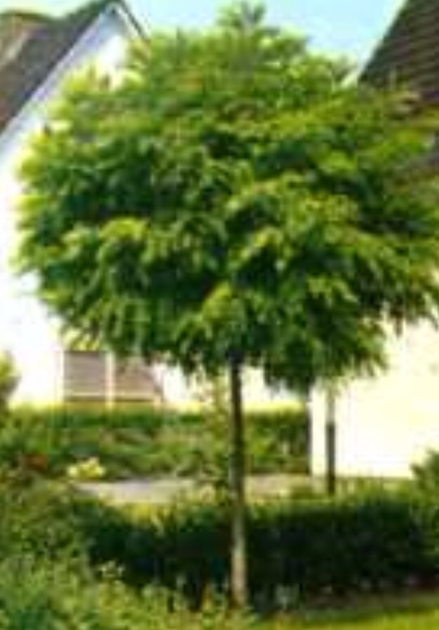 Plaatje bij antwoord