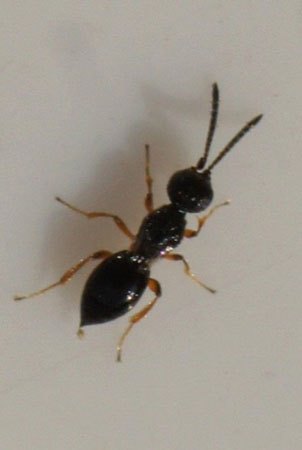 Plaatje bij antwoord