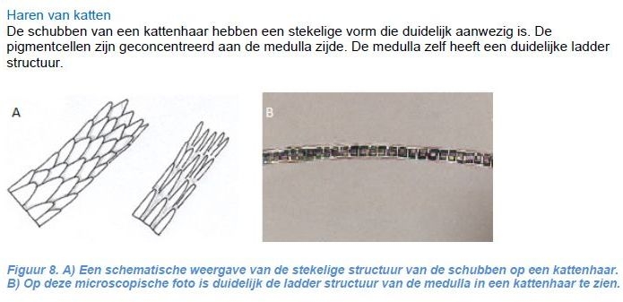 Plaatje bij antwoord