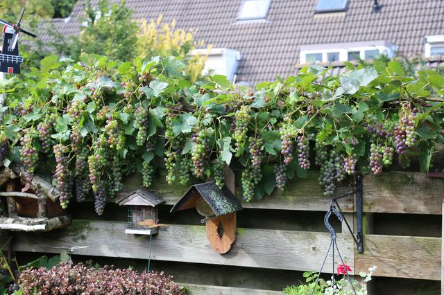 Plaatje bij antwoord