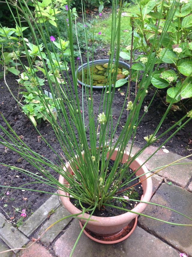 Picture for question