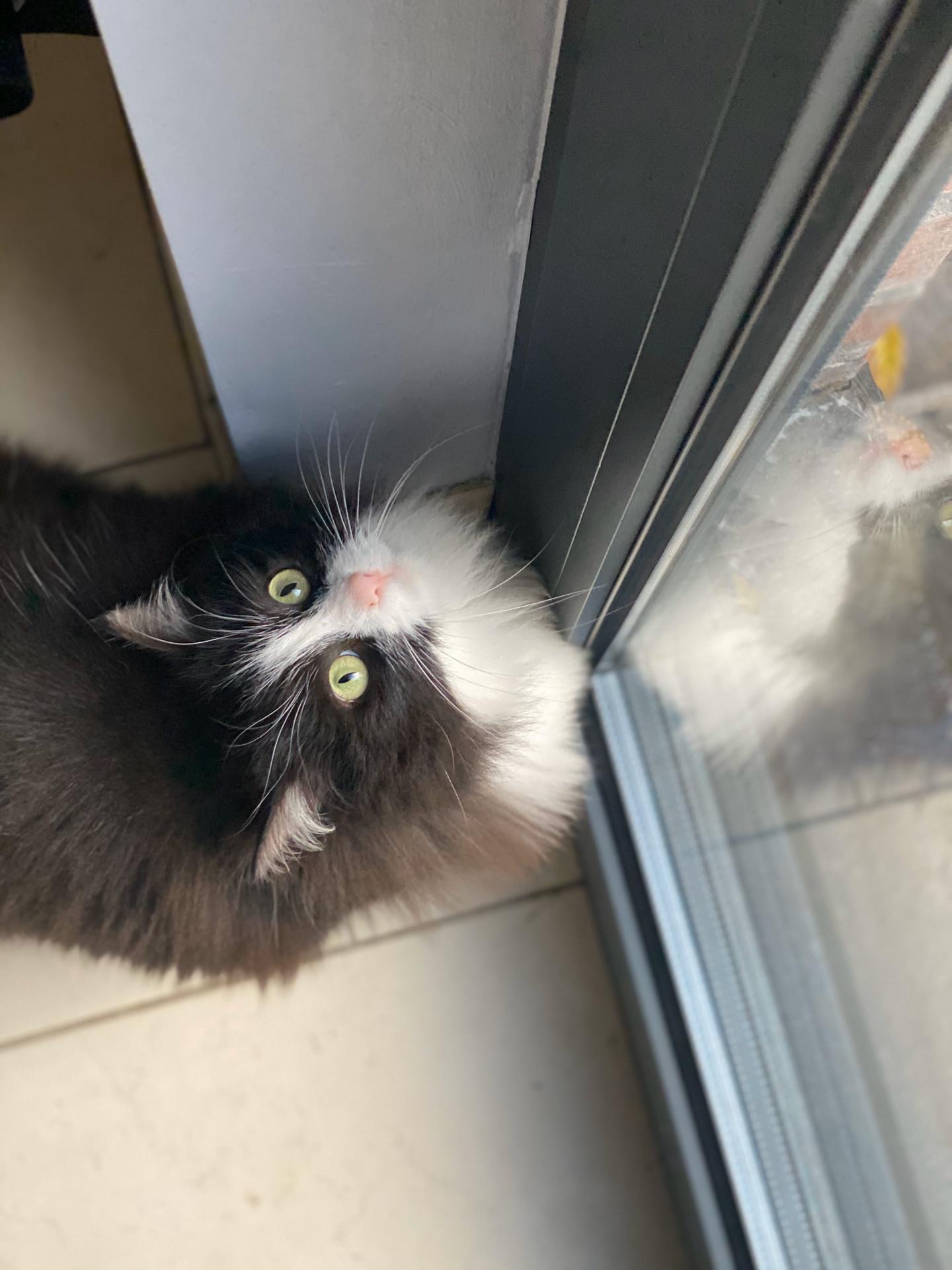 Picture for question