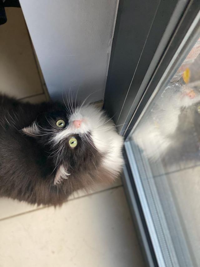 Picture for question