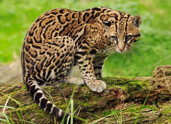 Waar kan ik een ocelot kopen goeievraag