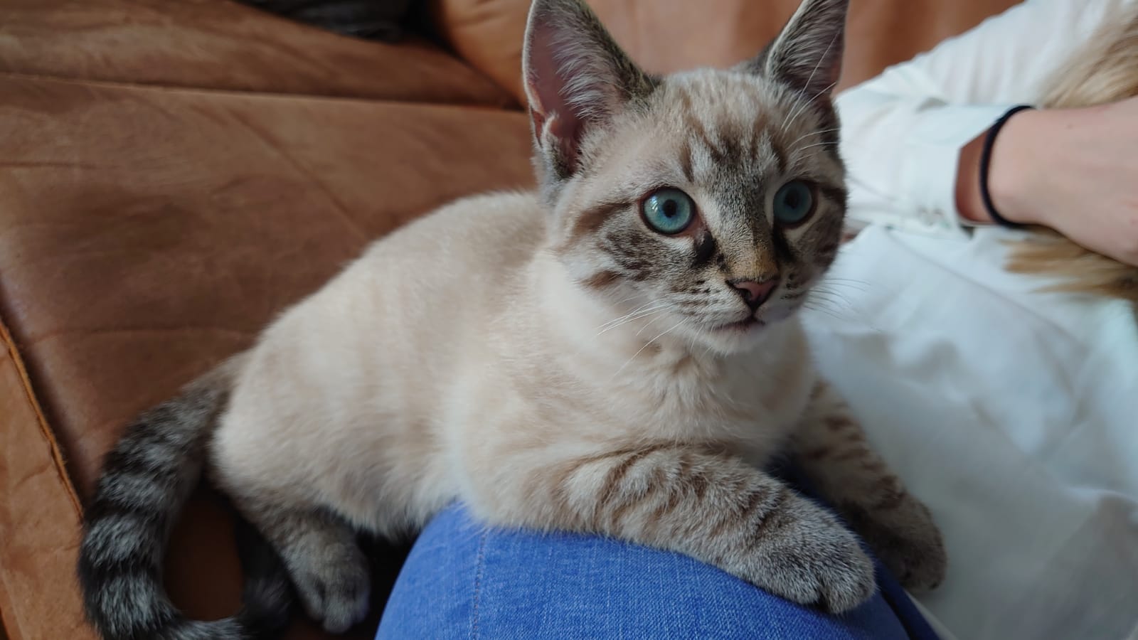 Picture for question