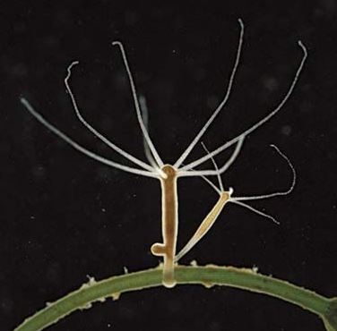 Plaatje bij antwoord