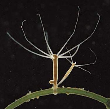 Plaatje bij antwoord