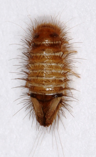 Plaatje bij antwoord