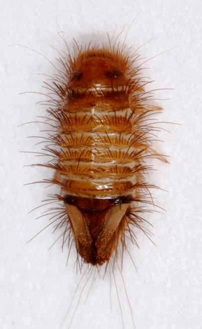 Plaatje bij antwoord