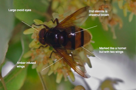 Plaatje bij antwoord