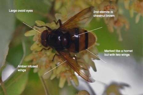 Plaatje bij antwoord