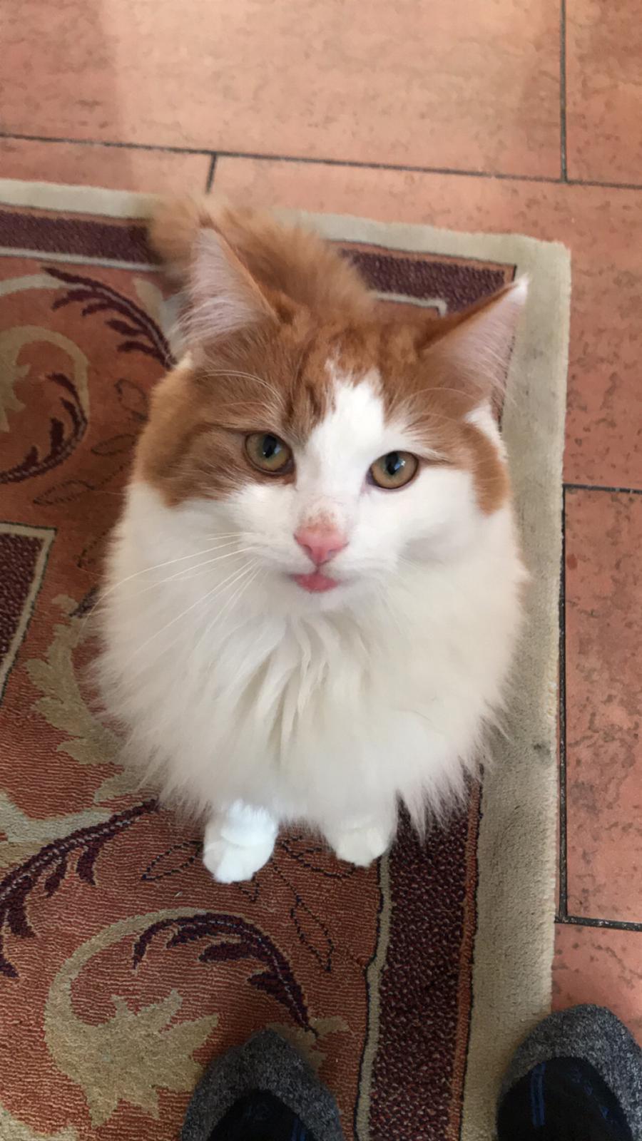 Welk ras zou mijn kat kunnen zijn? GoeieVraag