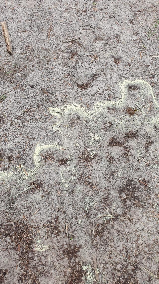 Picture for question