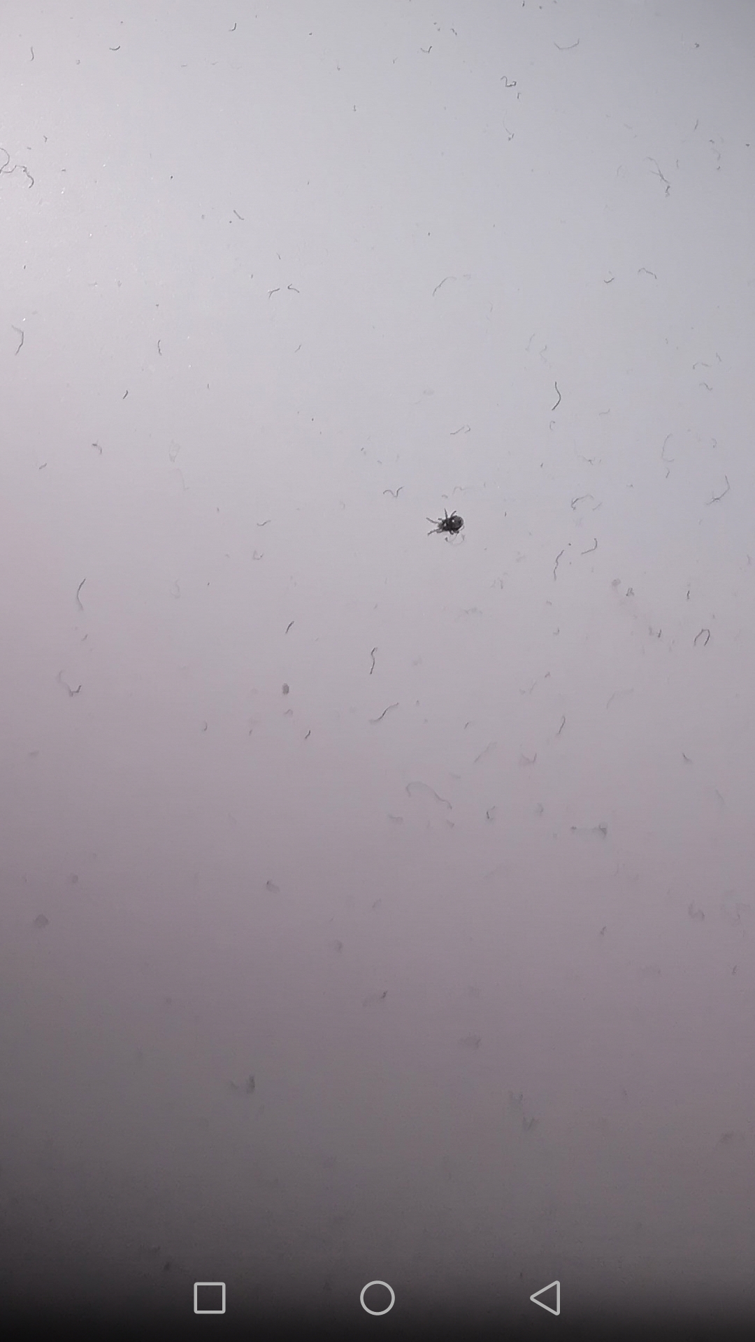 Picture for question