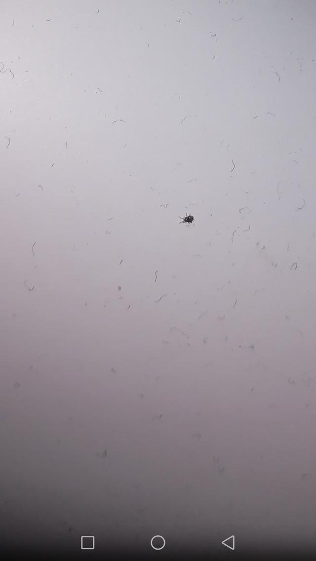 Picture for question