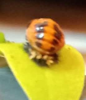 Picture for question