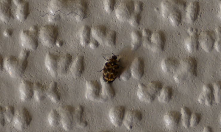 Picture for question