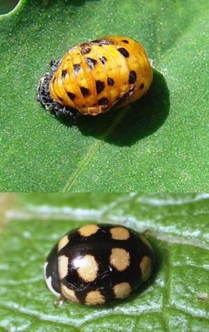 Plaatje bij antwoord