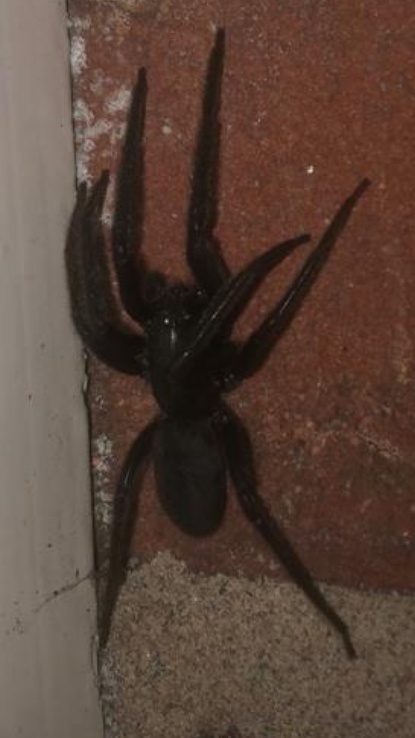 Picture for question