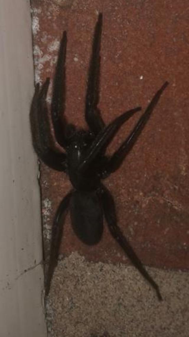 Picture for question