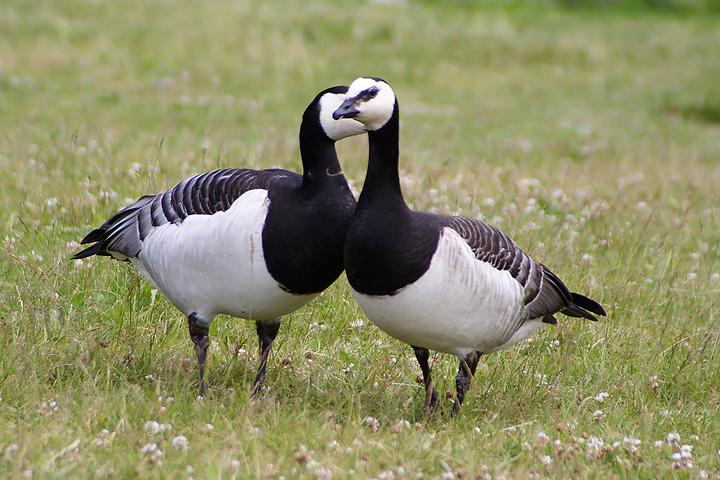 Plaatje bij antwoord