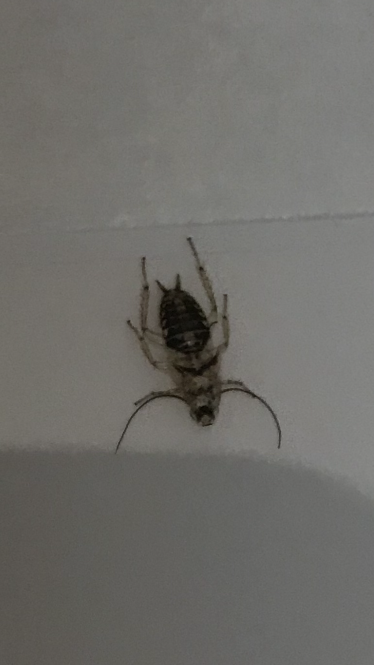 Picture for question