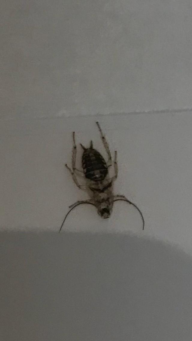 Picture for question