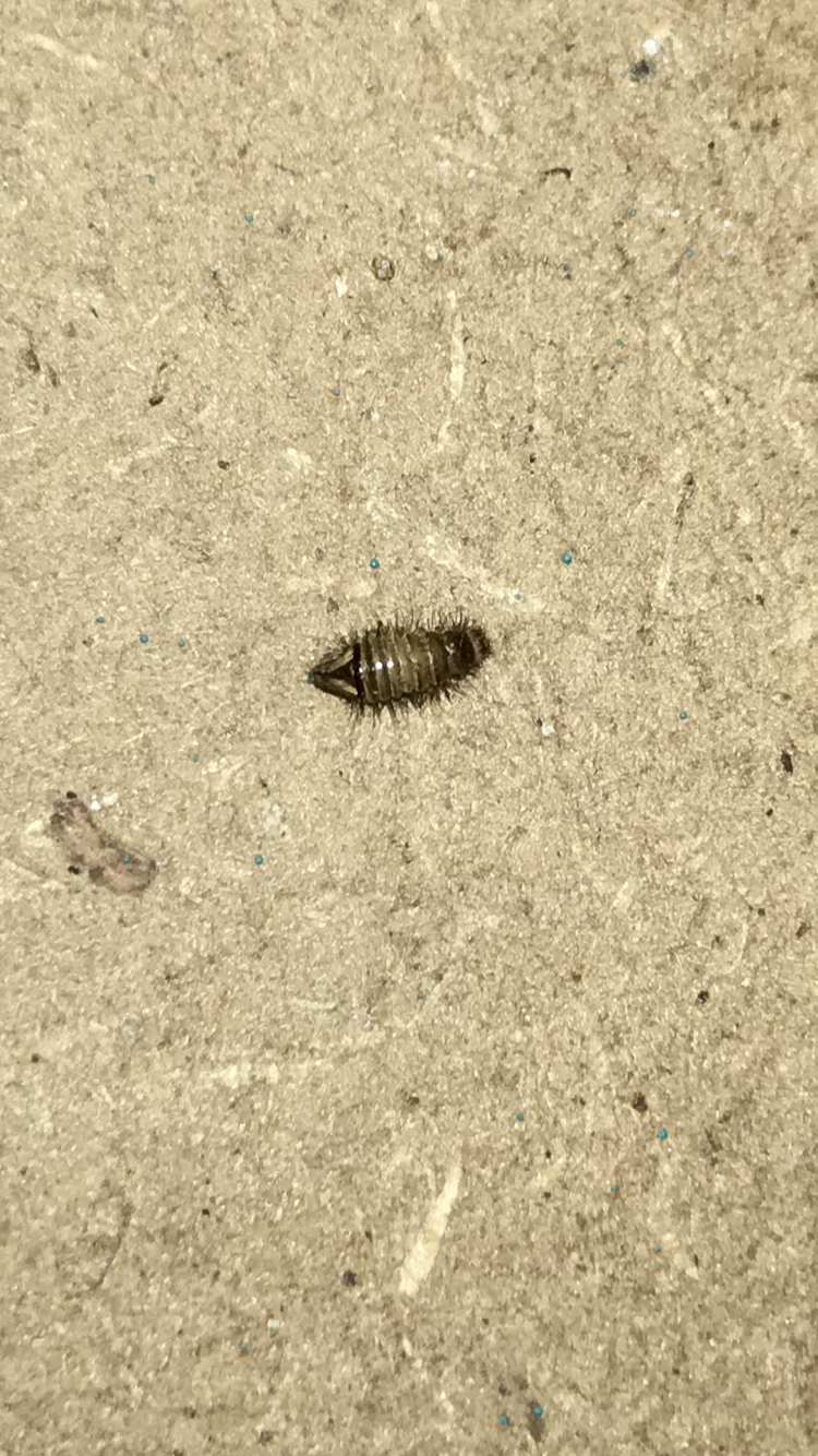 Picture for question