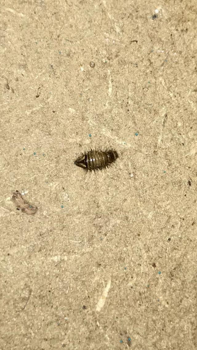 Picture for question