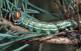 Plaatje bij antwoord